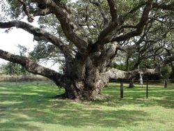 Mission-Aransas National Estuarine Research Reserve. Image