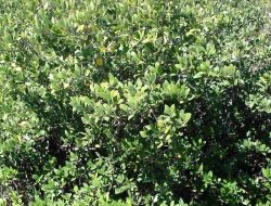 Mission-Aransas National Estuarine Research Reserve. Image