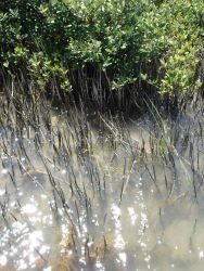 Mission-Aransas National Estuarine Research Reserve. Image