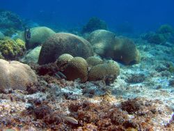 Reef scene Image