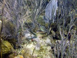 Reef scene Image