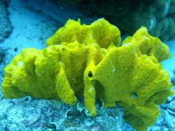 Yellow sponge Image