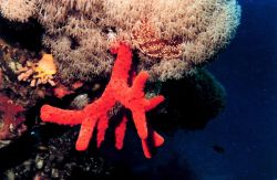 Red sponge ? Image