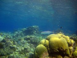 Double-lined fusilier (Pterocaesio digramma) Image