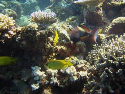 Yellow chromis and parrotfish Image