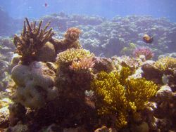 Reef scene Image