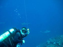 Scuba diver with gray reef sharks in background Photo