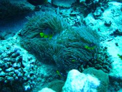 Juvenile three-spot Dascyllus damselfish (Dascyllus trimaculatus) near anemone Photo