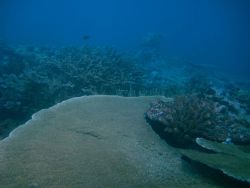 Reef scene - large tabular coral with varieties of staghorn coral Image