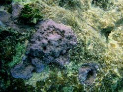 Acroporidae coral Montipora sp. Image