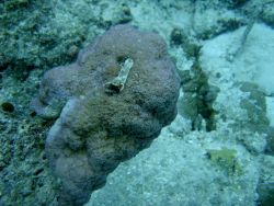 Acroporidae coral Montipora sp. Image