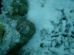 Acroporidae coral Montipora sp. Image