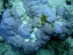 Acroporidae coral Montipora sp. Image