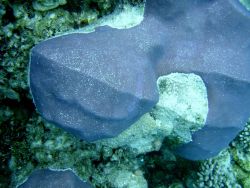 Acroporidae coral Montipora sp. Image