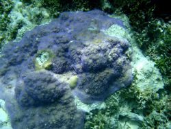 Acroporidae coral Montipora sp. Image