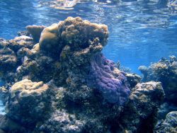 Acroporidae coral Montipora sp Image