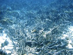 Dead staghorn coral. Image