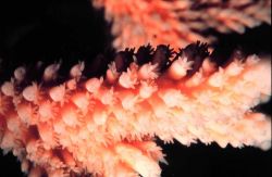 Closeup of staghorn coral with polyps extended. Image