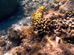 Finger coral (Porites porites), knobby brain coral (Diploria clivosa), and Y branched algae (Dictyota sp.) Image