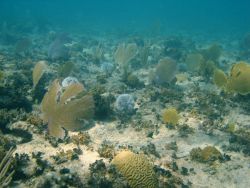 Diploria sp., Gorgonacea sea fans, and Turbinaria sp. Image