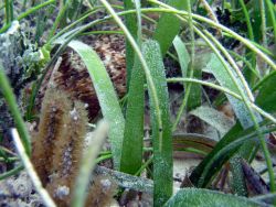 Puffer in turtle grass (Thalassia testudinum) Image