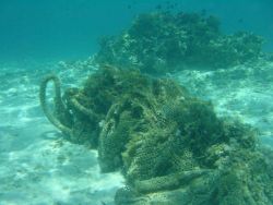 Derelict net wrapped up on reef Image