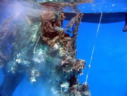 Derelict net prior to cutting out reef substrate material prior to loading on inflatable boat. Image
