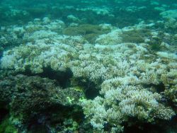 Coral bleaching Image