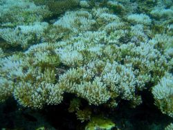 Coral bleaching Image