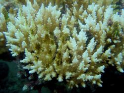 Coral bleaching Image