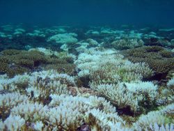 Coral bleaching Image