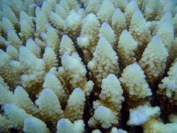 Coral bleaching Image