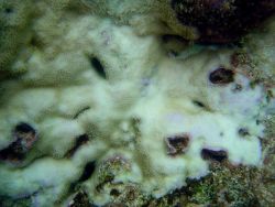 Coral bleaching Image