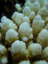 Coral bleaching Image