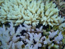 Coral bleaching Image