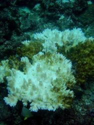Coral bleaching Image