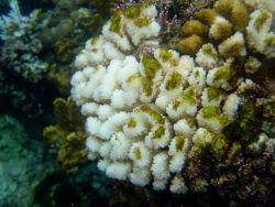 Coral bleaching Image