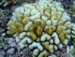 Coral bleaching Image