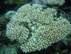 Coral bleaching Image