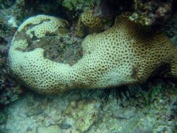 Coral bleaching Image