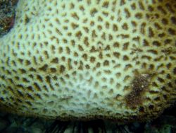 Coral bleaching Image