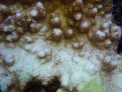 Coral bleaching Image