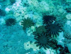 Devastation caused by crown of thorns starfish (Acanthaster planci) Image