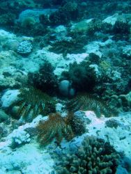 Devastation caused by crown of thorns starfish (Acanthaster planci) Image