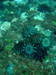 Devastation caused by crown of thorns starfish (Acanthaster planci) Image