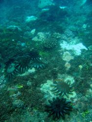 Devastation caused by crown of thorns starfish (Acanthaster planci) Image