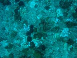 Devastation caused by crown of thorns starfish (Acanthaster planci) Image