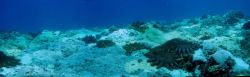 Devastation caused by crown of thorns starfish (Acanthaster planci) Image