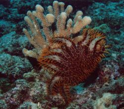 Devastation caused by crown of thorns starfish (Acanthaster planci) Image