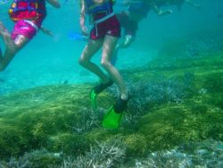 Dive tourism can place additional stress on reefs Image